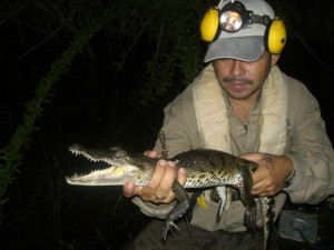 Belize crocodile tagging
