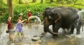 bathng the elephants