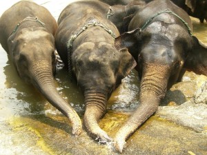 elephants in river 2