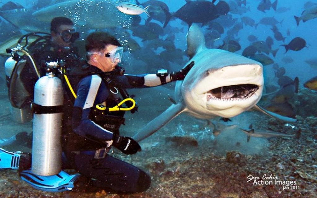 fiji shark diving