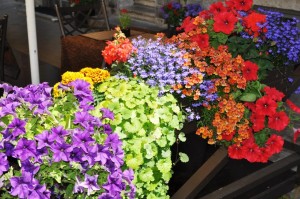 flower boxes