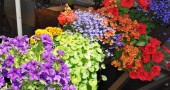 flower boxes