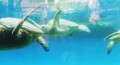 Green Sea Turtles at Maui's Ocean Center