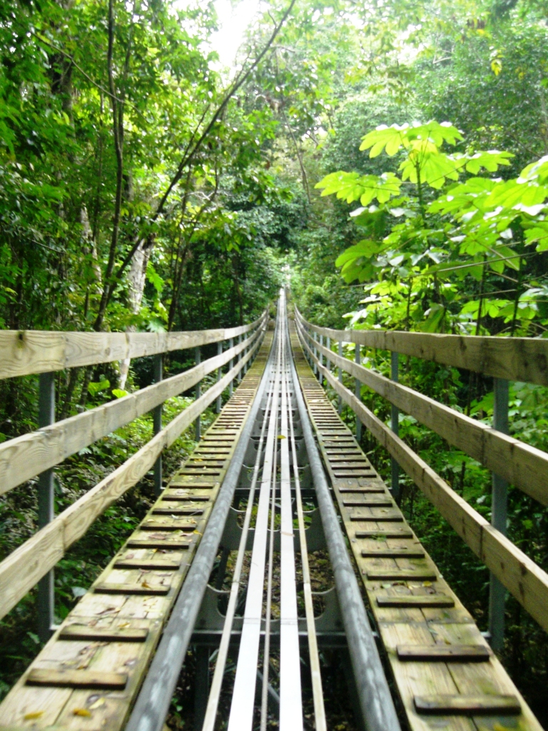 Jamaican Forests