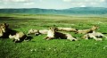 Lions in Ngorongoro