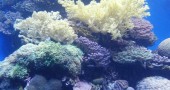 red sea diving