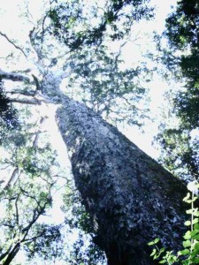 Yellow-wood Tree