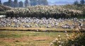 A herd of cranes
