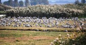 A herd of cranes