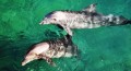 bottlenose dolphins