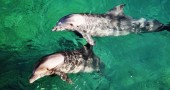 bottlenose dolphins