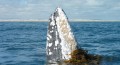 Gray Whale in Laguna Ojo de Liebre, Baja California (photo by Bob Bowers)