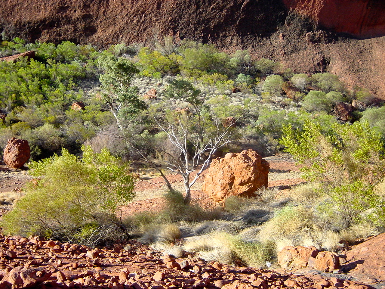 Vegetation Landscape of Australia Outback (Photo credit: MCArnott)  freelance ocean tours