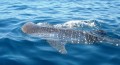 baby whale shark