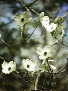 Walking with Spring