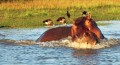 A hippo prepares to charge at Tanzania's Selous Game Preserve.  (photo credit: Katherine Rodeghier, c 2012)