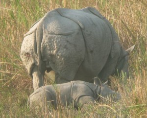 Kaziranga rhino calf