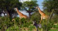 Giraffes and zebras are among the wild animals that are plentiful in Tanzania's Ruaha National Park. (photo credit: Katherine Rodeghier, c 2012)