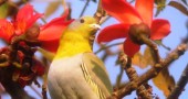 Yellow-footed Green Pigeon