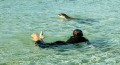 Sea lions love to play with snorkelers. (photo credit: Katherine Rodeghier, c 2012)