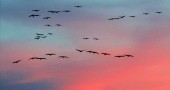 Sandhill cranes take to the sky as the sun rises near Grand Island Nebraska. Photo by Diana Lambdin Meyer