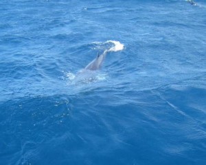 Dwarf Minke Whale Diving Close to the Boat. Photo credit: DM Smith