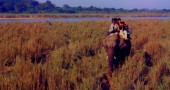 On elephant-back safari in Royal Chitwan National Park, Nepal