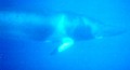 minke whale