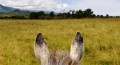 Horseback Riding in Kauai