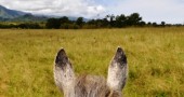 Horseback Riding in Kauai