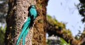 Quetzal, The Costa Rican National Bird