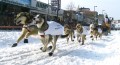 Sled Dogs, Iditarod