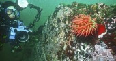 anemoneWdiver_sm