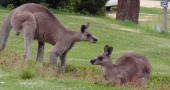 two kangaroos adjusted cropped final