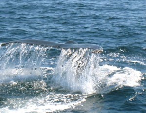 Diving humpback whale