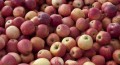 Gala Apples at Allyson's Orchard in Walpole, NH (Stillman Rogers Photo)