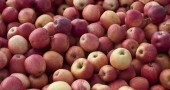 Gala Apples at Allyson's Orchard in Walpole, NH (Stillman Rogers Photo)