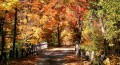 White Mountain Fall Foliage (Stillman Rogers Photo)