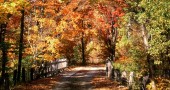 White Mountain Fall Foliage (Stillman Rogers Photo)