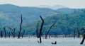Birds like to use the dead trunks and branches as lookout points (©Coen Wubbels)