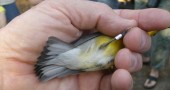 A thin piece of numbered metal is put onto a songbird's leg.