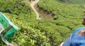 Harvesting tea leaves with pruning shears. (©Coen Wubbels)