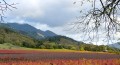 Sonoma County's lush, green vineyards turn golden, bronze and russet as autumn approaches.  Here, the vineyards of St. Francis winery in the Valley of the Moon.