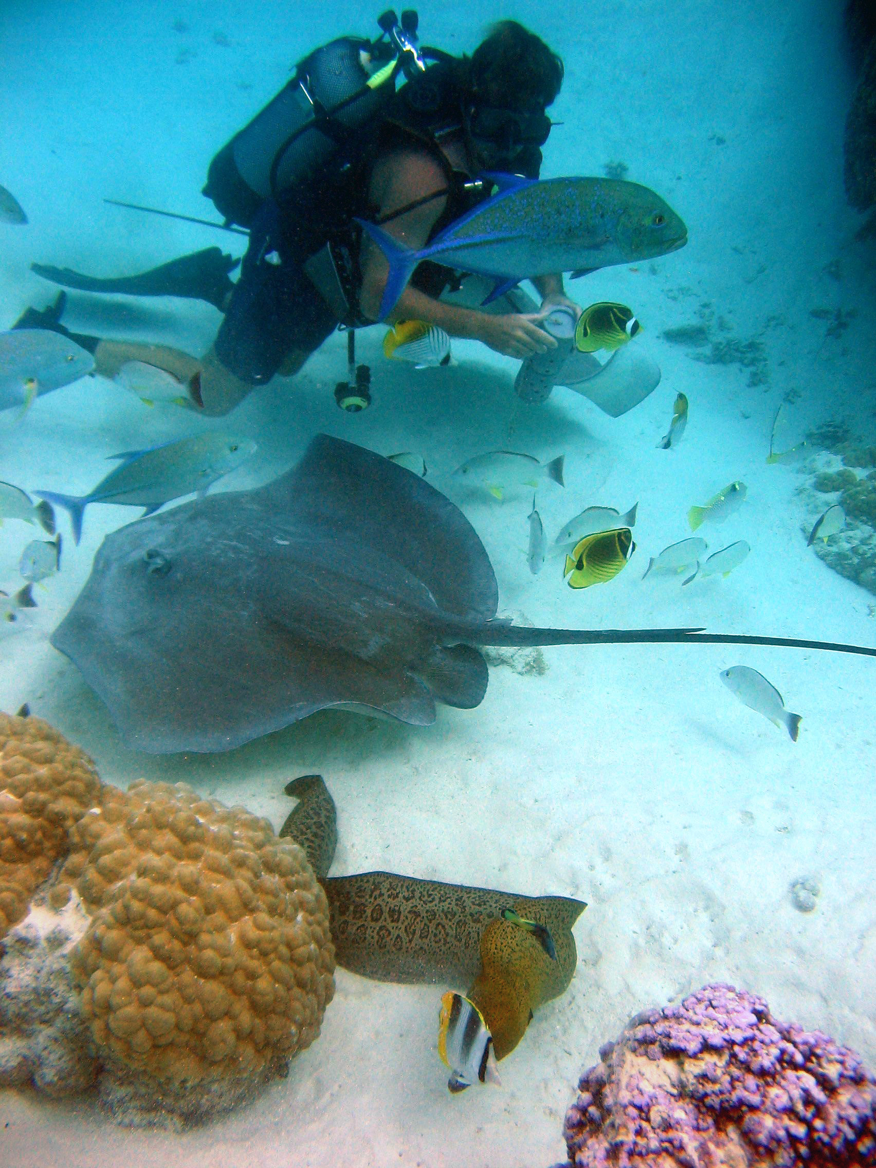 Church Tackle Stingray Dive Chart