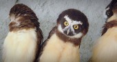 Nest of spectacled owls (©Coen Wubbels)