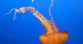 Orange jellyfish at Vancouver Aquarium