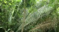 Plants in the tropics grow large and fast. /