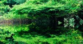 What is vegetation and what is the reflection? (©Coen Wubbels)