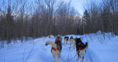 Dogsledding in Quebec