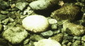 Clear water of Eagle Creek provides a cooling off place, and chilly swimming holes..